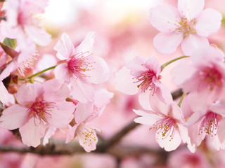 Obraz premium 満開の大寒桜の咲く日本の春の風景