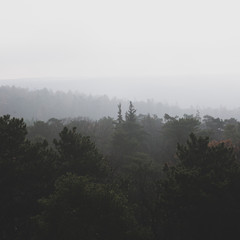 Forest layers