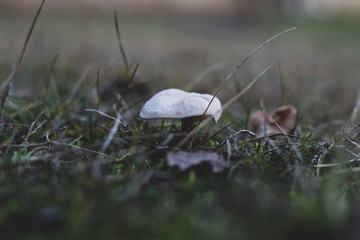 Fungus