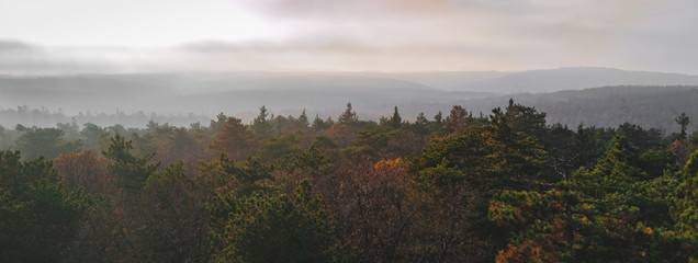 Forest layers