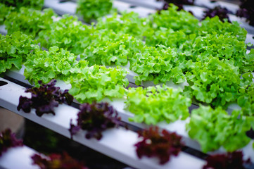 Organic vegetable salad garden