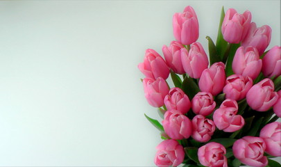 Spring Flowers Banner. Bouquet of pink tulips on the white background with copy space for text. Wedding greeting card banner, mother's day card, women's day, birthday.