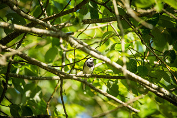 A beautiful whit wagtail in the spring. A bird sitting in a backyard with trees in the background.