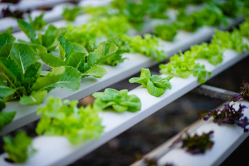 Organic vegetable salad garden