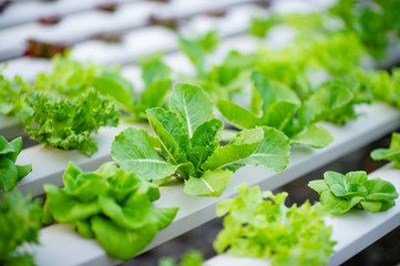 Organic vegetable salad garden