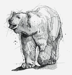 Ice Bear Sketch