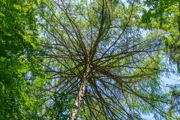 Flora und Fauna in Marktredwitz