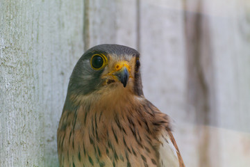 Flora und Fauna in Marktredwitz