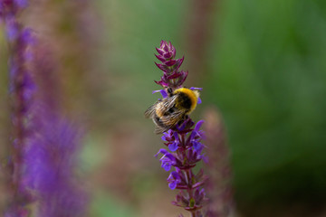 Flora und Fauna in Marktredwitz
