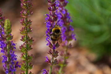 Flora und Fauna in Marktredwitz