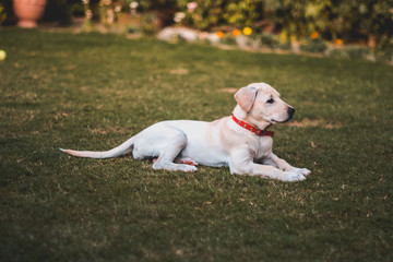 dog on grass