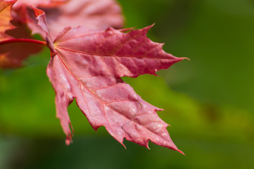 Flora und Fauna in Marktredwitz