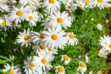 white flower is blooming in park