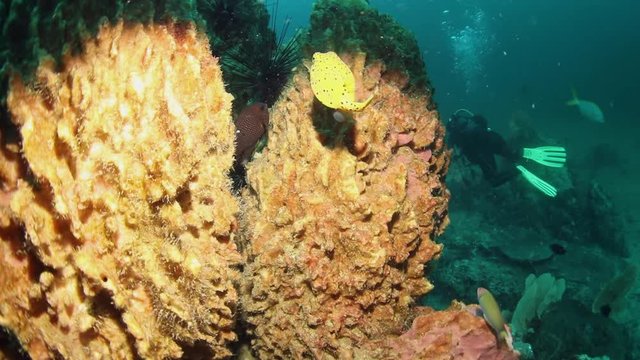 Cute yellow box fish is running away inside a coral under the water