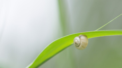 white snail shell hang on green grass, closeup, soft selective focus
