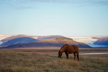 Obraz premium Icelandic horse eating grass on field with mountain and glacier view Iceland 