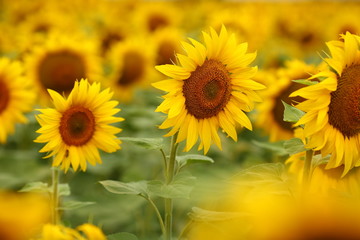  yellow sunflowers blossomed in the field, like the sun