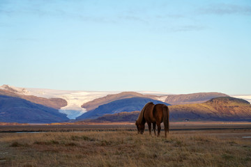 Obraz premium Icelandic horse eating grass on field with mountain and glacier view Iceland horizontal image