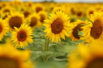 Fototapeta premium yellow sunflowers blossomed in the field, like the sun