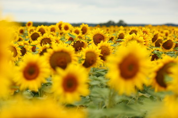  yellow sunflowers blossomed in the field, like the sun