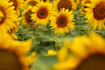  yellow sunflowers blossomed in the field, like the sun