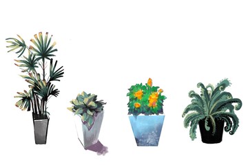 flowers in pot isolated on white