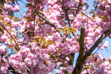 Cherry blossom blooming