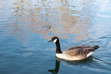goose on water
