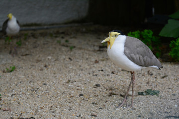 Bird on display at the zoo
