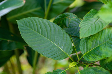 Fototapeta na wymiar Kratom (Mitragyna speciosa) green Is a type of drug