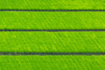 rice field pattern, green background wallpaper.