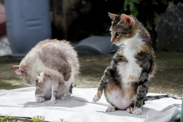 Cats taking a shower and licking themselves.