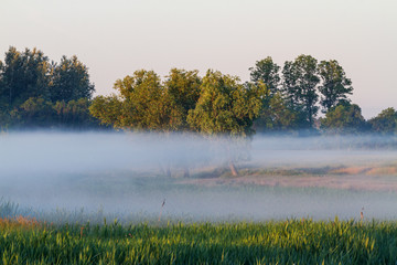 countryside landscape in morning fog