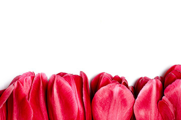 Many red tulips lie on a white background