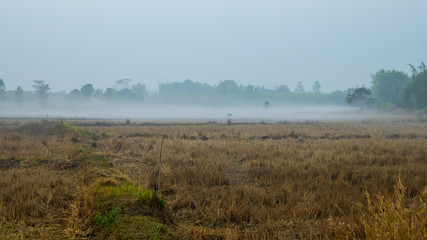 Foggy rice field in winter season before sunrise.