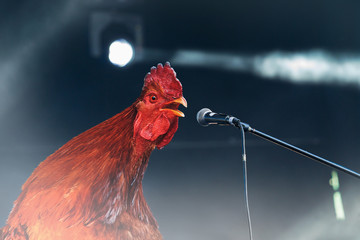 red rooster singing on stage microphone © drakuliren