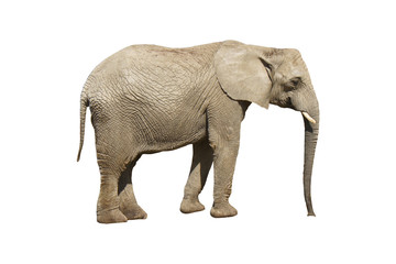 Fototapeta na wymiar Elephant close up. Grey elephant isolated on white background.