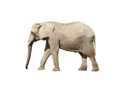Elephant close up. Grey elephant isolated on white background.