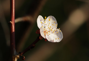 【日本の春】白梅