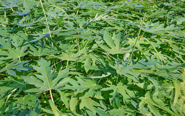 background of green leaves