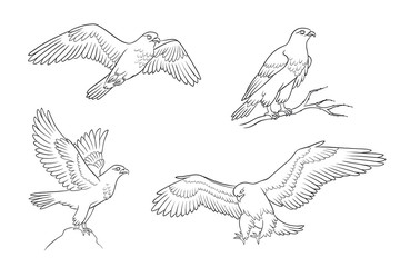 Set of falcons in contours - vector illustration