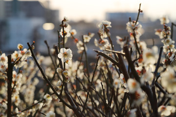 【日本の春】白梅