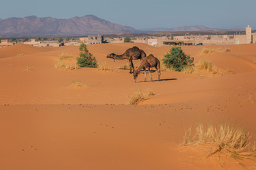 camels walking in the desert