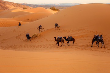 camels walking in the desert