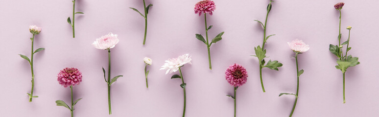 flat lay with blooming spring Chrysanthemums on violet background, panoramic shot