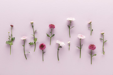 flat lay with blooming spring Chrysanthemums on violet background