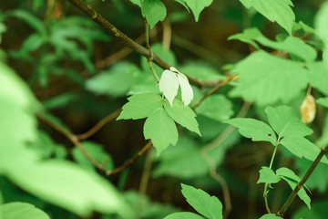 Green leaves of growing tree blossomed in the garden.