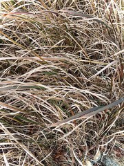 dry grass