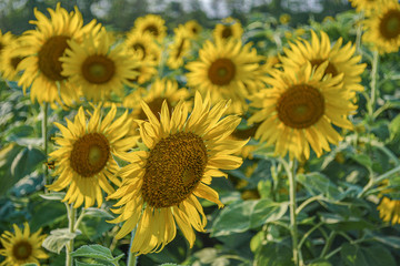 field of sunflowers