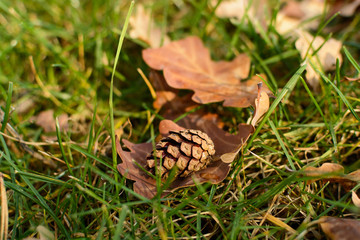Autumn photo (background) - a bump on foliage and grass among the park (forest).